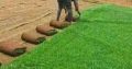Instant Lawn For Sale and landscaping services