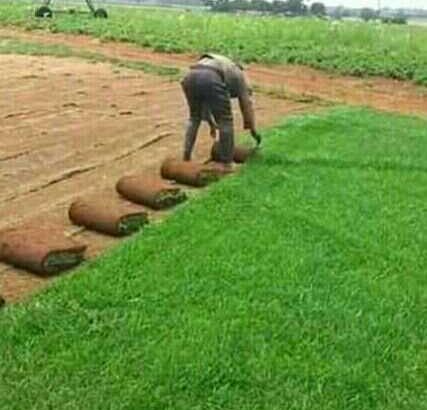 Instant Lawn For Sale and landscaping services