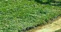 Natural Grass Instant Lawn And Landscaping Services