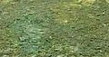 Natural Grass Instant Lawn And Landscaping Services