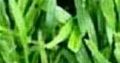 Natural Grass Instant Lawn And Landscaping Services