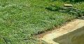 Natural Grass Instant Lawn And Landscaping Services
