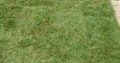 Natural Grass Instant Lawn And Landscaping Services