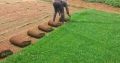 Natural Grass Instant Lawn And Landscaping Services
