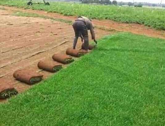 Natural Grass Instant Lawn And Landscaping Services