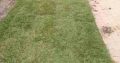 Natural Grass Instant Lawn And Landscaping Services