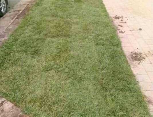 Natural Grass Instant Lawn And Landscaping Services