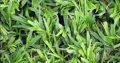 Natural Grass Instant Lawn And Landscaping Services