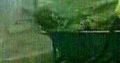 Natural Grass Instant Lawn And Landscaping Services