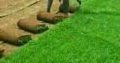 Natural Grass Instant Lawn And Landscaping Services