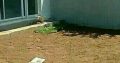 Natural Grass Instant Lawn And Landscaping Services
