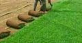 Natural Grass Instant Lawn And Landscaping Services