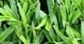Natural Grass Instant Lawn And Landscaping Services