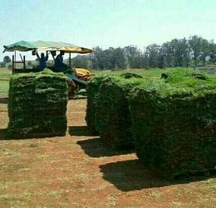 Natural Grass Instant Lawn And Landscaping Services