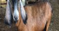 Livestock alive boer goats for sale