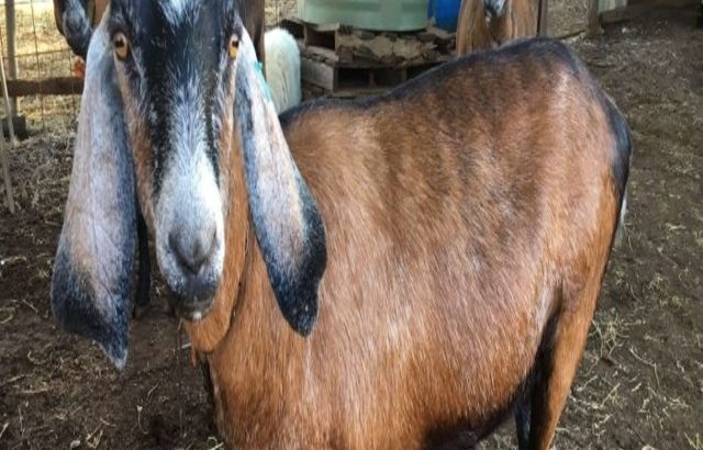 Livestock alive boer goats for sale