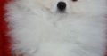 Pomeranian Puppies Available