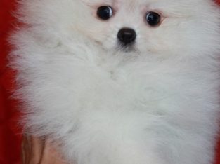 Pomeranian Puppies Available