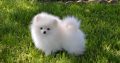 sweet pomeranian puppies for sale