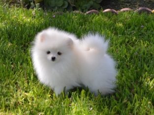 sweet pomeranian puppies for sale