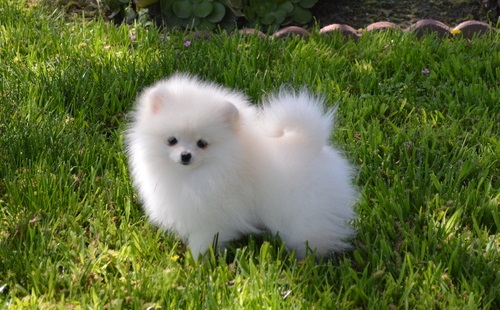sweet pomeranian puppies for sale