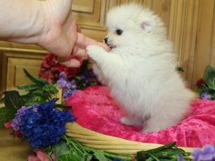 Beautiful Pomeranian Puppies for sale