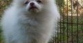 Beautiful Pomeranians for Sale