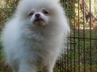 Beautiful Pomeranians for Sale