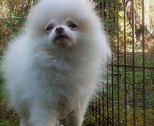 Beautiful Pomeranians for Sale