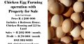 Chicken Egg Farming in Vaal Triangle.