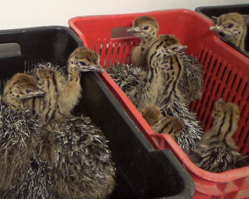 Red-necked Ostrich Chicks and Eggs Ostrick Bird fo