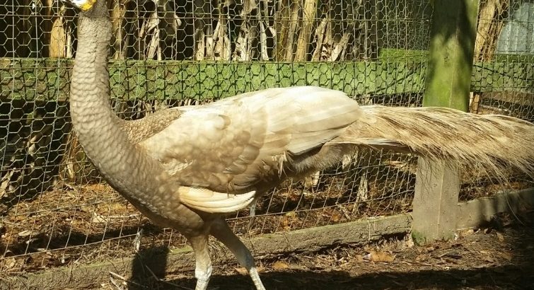 Peacocks And Peahens For Sale.