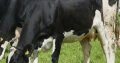 Simmental Bulls Cattle for sale