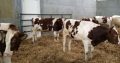 Simmental Bulls Cattle for sale