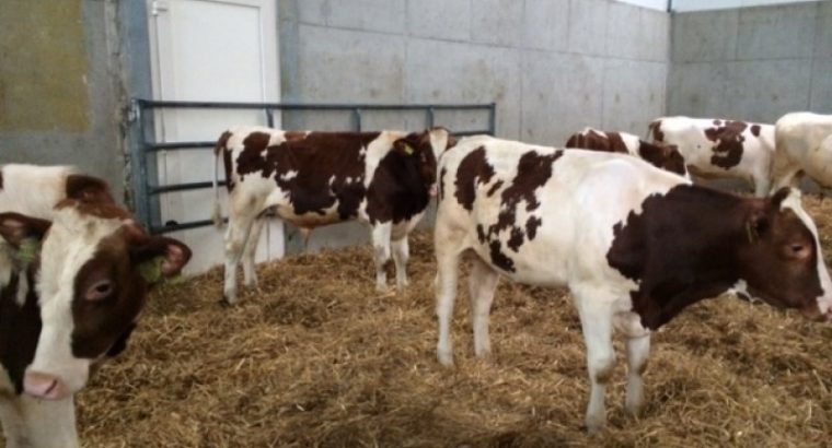 Simmental Bulls Cattle for sale