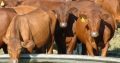 Top quality Live Brahman Cattle