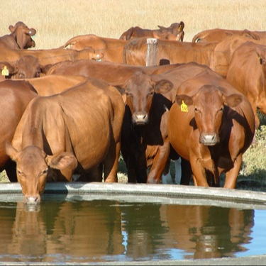 Top quality Live Brahman Cattle