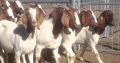 Livestock alive boer goats for sale