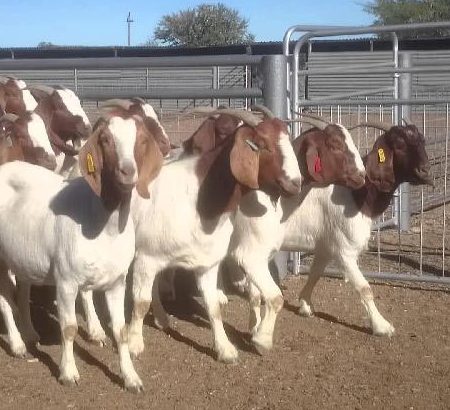 Livestock alive boer goats for sale