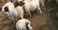 Quality Live Dairy Cattle For sale