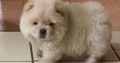Chow Chow Puppies