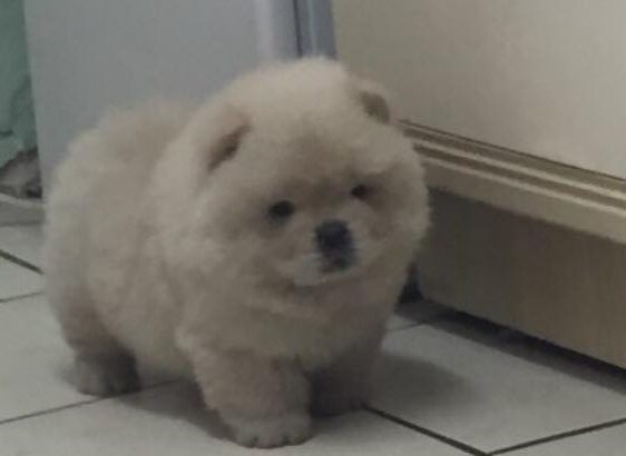 Chow Chow Puppies