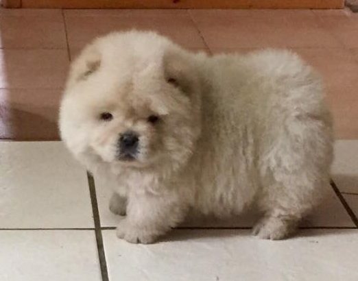 Chow Chow Puppies