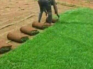 Instant Lawn For Sale and landscaping services