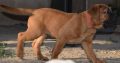 Bullmastiff Puppies