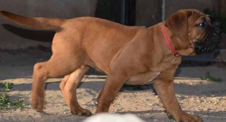 Bullmastiff Puppies