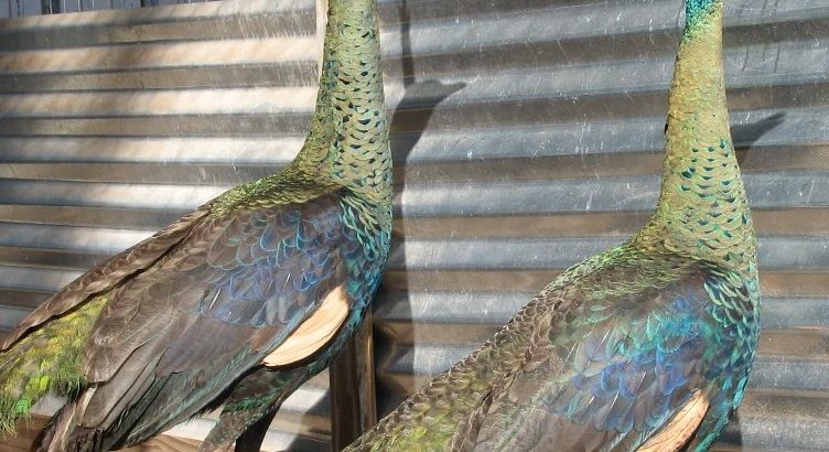Varieties of peacocks and peahens for sale