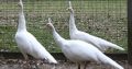 Varieties of peacocks and peahens for sale