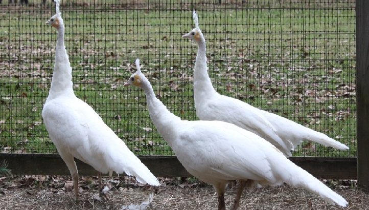 Peacocks And Peahens For Sale.