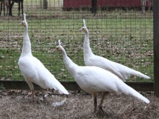 Varieties of peacocks and peahens for sale